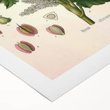 Vintage Botanical Illustration of Rheum officinale Art Print