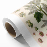 Vintage Botanical Illustration of Rheum officinale Art Print