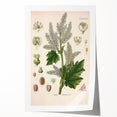 Vintage Botanical Illustration of Rheum officinale Art Print