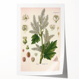 Vintage Botanical Illustration of Rheum officinale Art Print