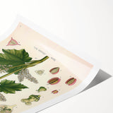 Vintage Botanical Illustration of Rheum officinale Art Print