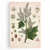 Vintage Botanical Illustration of Rheum officinale Art Print