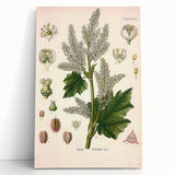 Vintage Botanical Illustration of Rheum officinale Art Print
