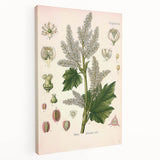 Vintage Botanical Illustration of Rheum officinale Art Print