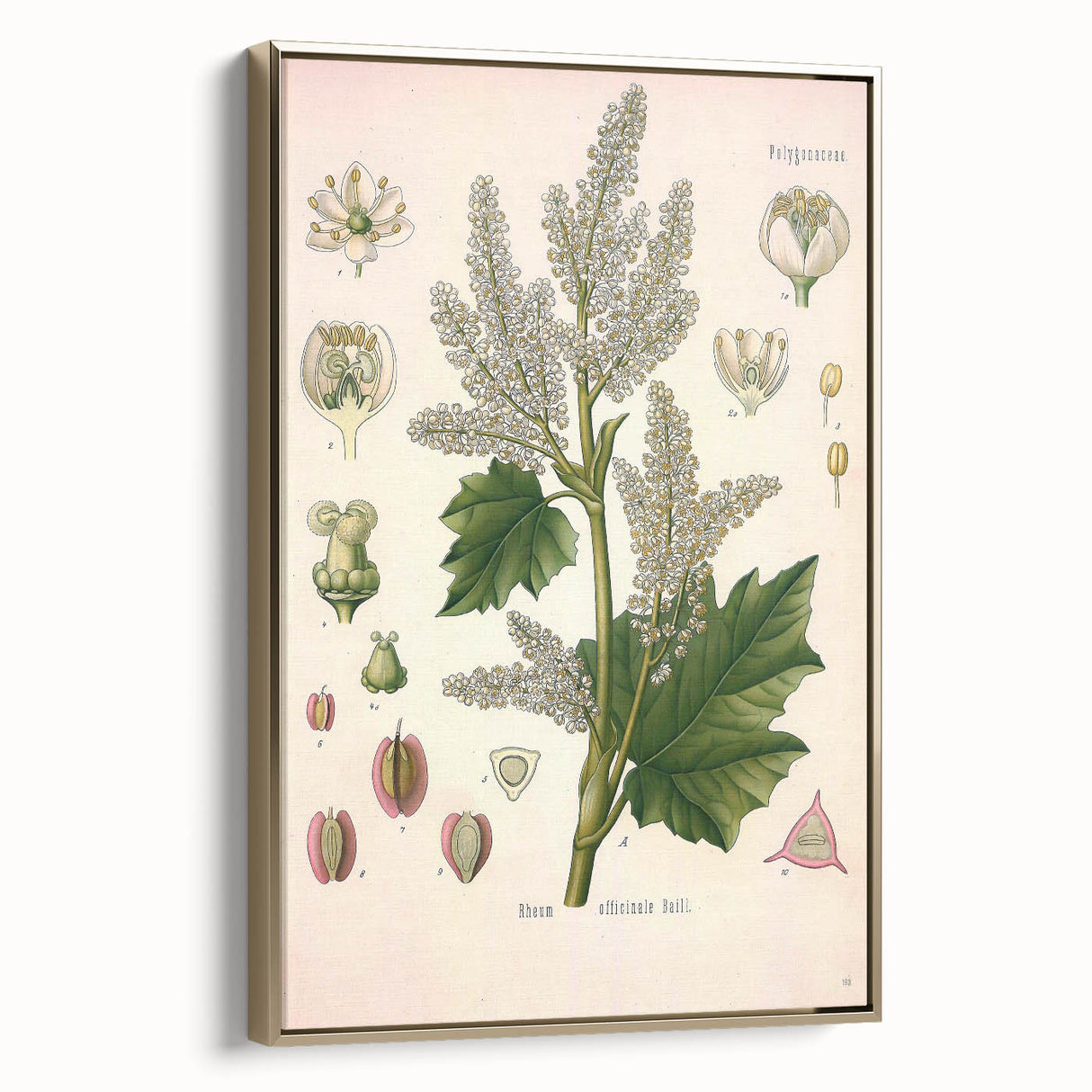 Vintage Botanical Illustration of Rheum officinale Art Print