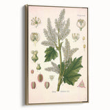 Vintage Botanical Illustration of Rheum officinale Art Print