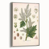 Vintage Botanical Illustration of Rheum officinale Art Print