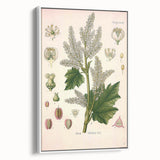 Vintage Botanical Illustration of Rheum officinale Art Print