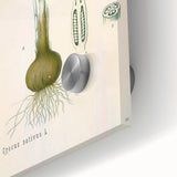 Vintage Botanical Illustration of Crocus sativus Art Print