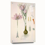 Vintage Botanical Illustration of Crocus sativus Art Print