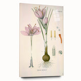 Vintage Botanical Illustration of Crocus sativus Art Print