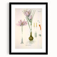 Vintage Botanical Illustration of Crocus sativus Art Print