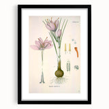 Vintage Botanical Illustration of Crocus sativus Art Print