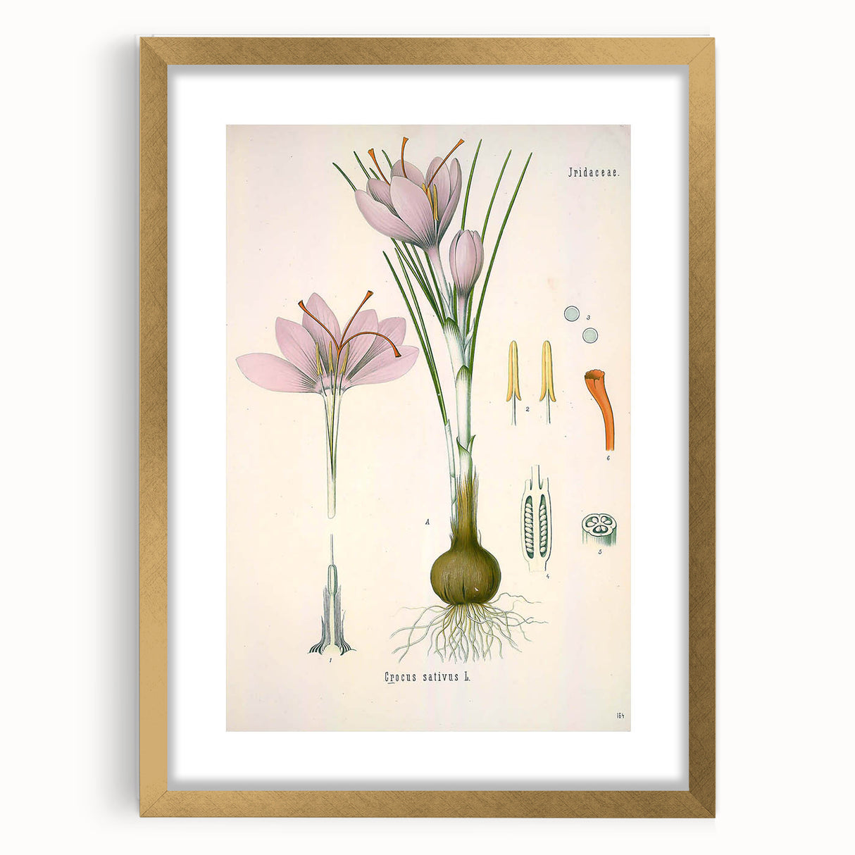 Vintage Botanical Illustration of Crocus sativus Art Print