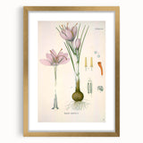 Vintage Botanical Illustration of Crocus sativus Art Print