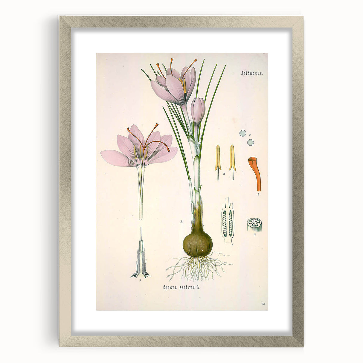Vintage Botanical Illustration of Crocus sativus Art Print
