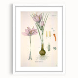 Vintage Botanical Illustration of Crocus sativus Art Print