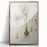 Vintage Botanical Illustration of Crocus sativus Art Print
