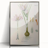 Vintage Botanical Illustration of Crocus sativus Art Print