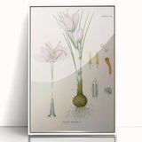 Vintage Botanical Illustration of Crocus sativus Art Print