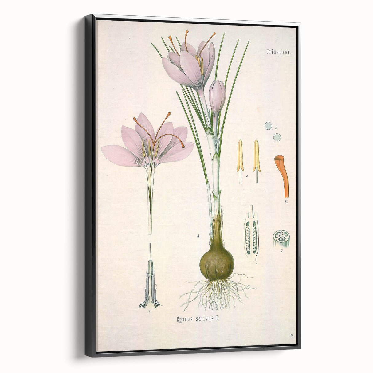 Vintage Botanical Illustration of Crocus sativus Art Print