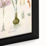 Vintage Botanical Illustration of Crocus sativus Art Print