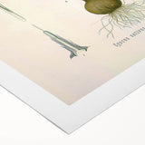 Vintage Botanical Illustration of Crocus sativus Art Print