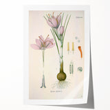 Vintage Botanical Illustration of Crocus sativus Art Print