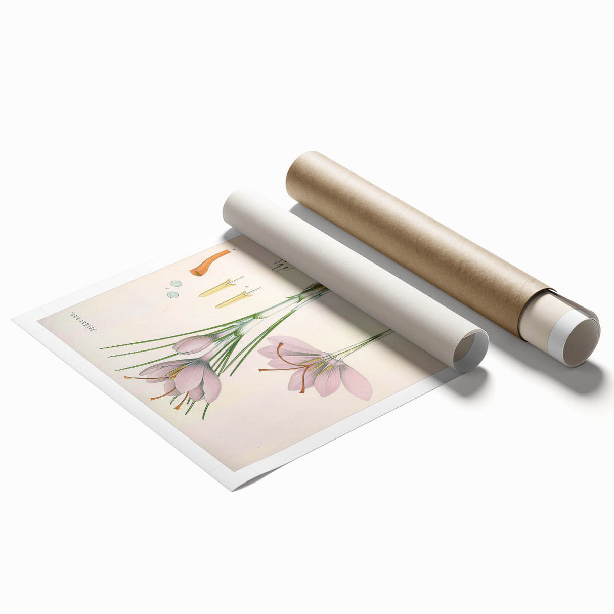 Vintage Botanical Illustration of Crocus sativus Art Print