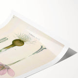Vintage Botanical Illustration of Crocus sativus Art Print