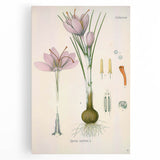 Vintage Botanical Illustration of Crocus sativus Art Print