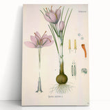 Vintage Botanical Illustration of Crocus sativus Art Print
