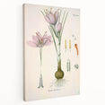 Vintage Botanical Illustration of Crocus sativus Art Print