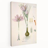 Vintage Botanical Illustration of Crocus sativus Art Print