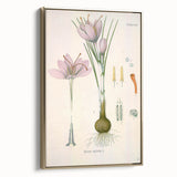 Vintage Botanical Illustration of Crocus sativus Art Print