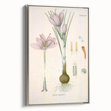 Vintage Botanical Illustration of Crocus sativus Art Print