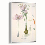Vintage Botanical Illustration of Crocus sativus Art Print