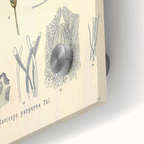 Vintage Botanical Illustration of Claviceps purpurea Art Print