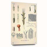 Vintage Botanical Illustration of Claviceps purpurea Art Print