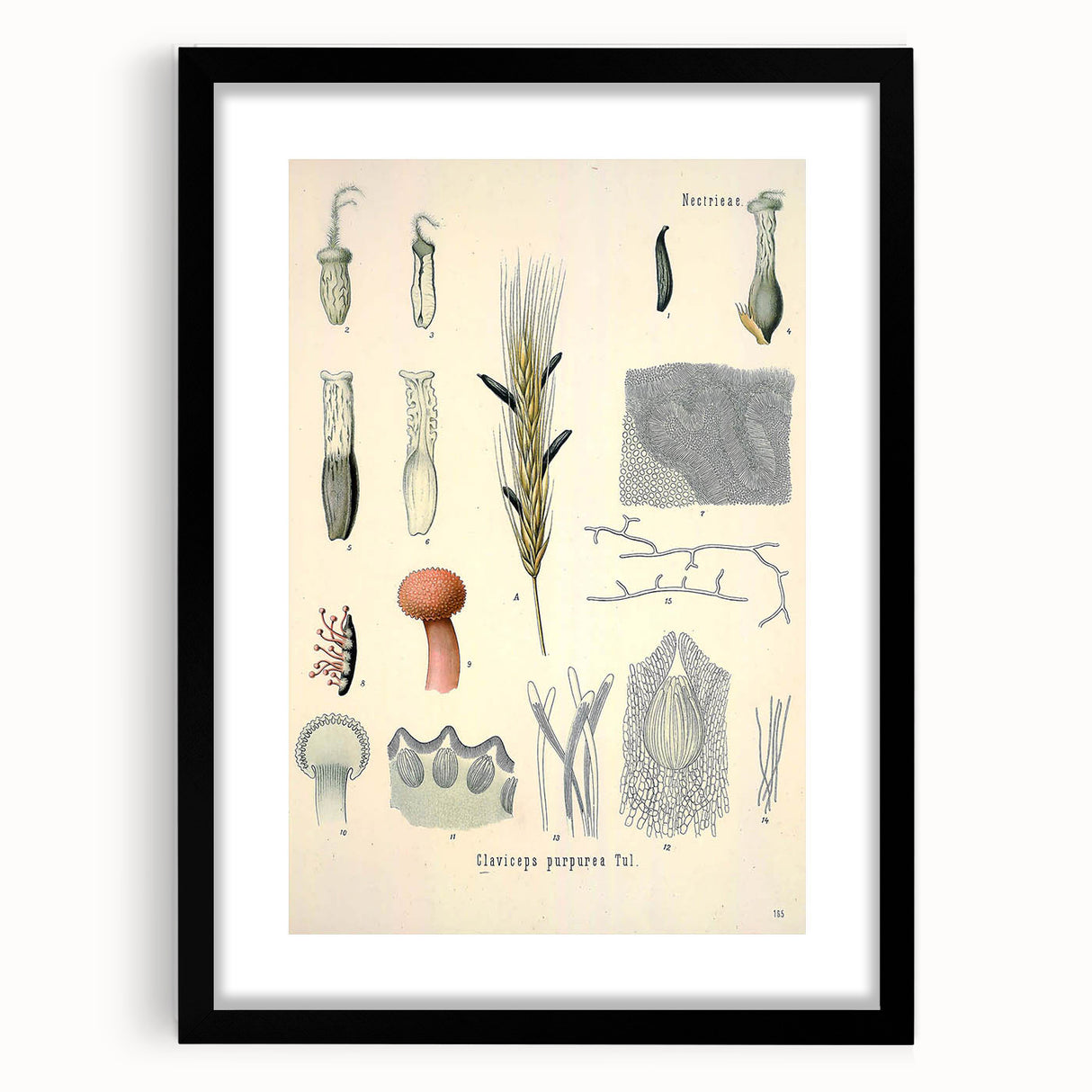 Vintage Botanical Illustration of Claviceps purpurea Art Print