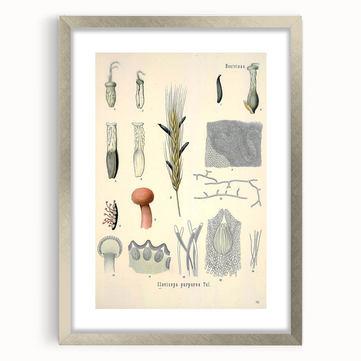 Vintage Botanical Illustration of Claviceps purpurea Art Print