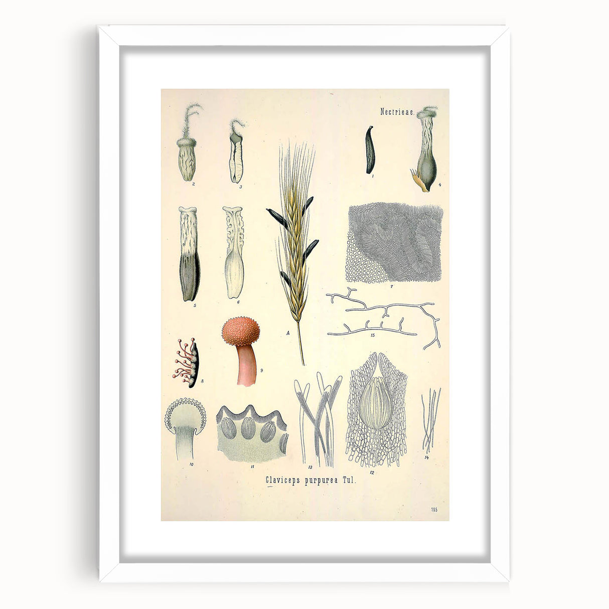 Vintage Botanical Illustration of Claviceps purpurea Art Print