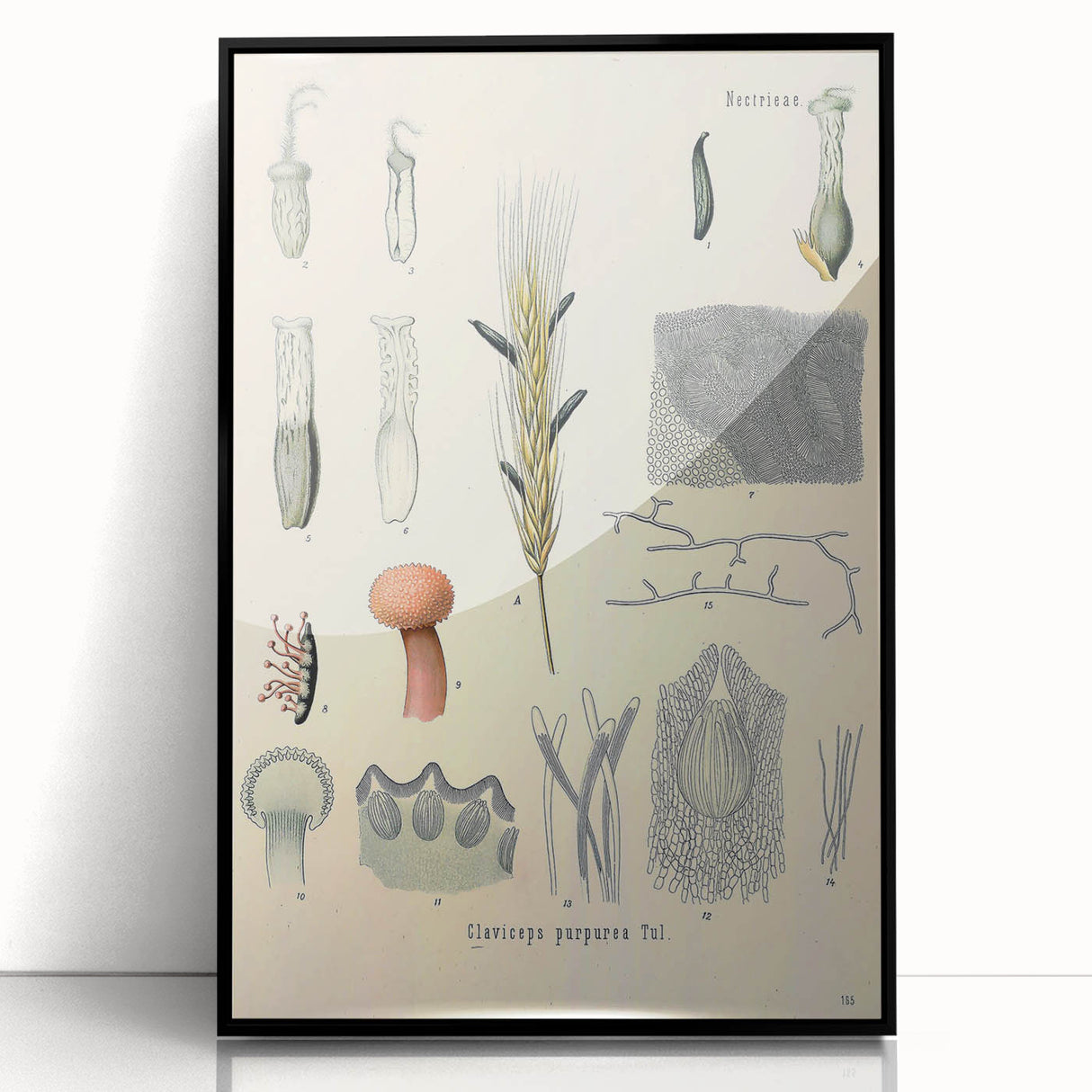 Vintage Botanical Illustration of Claviceps purpurea Art Print