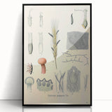 Vintage Botanical Illustration of Claviceps purpurea Art Print
