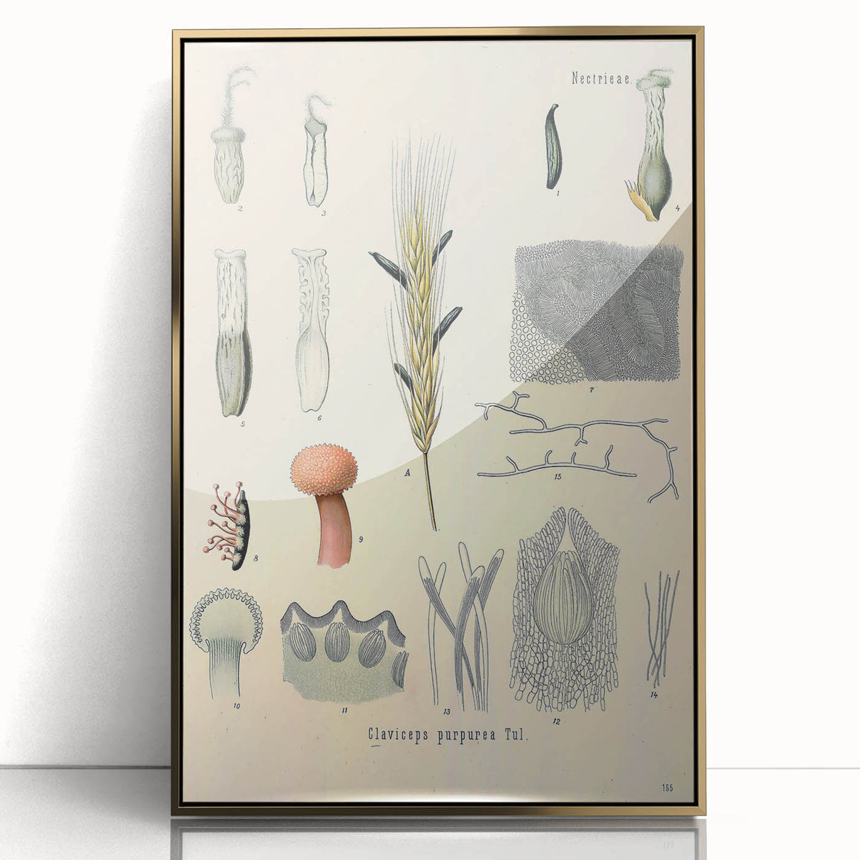 Vintage Botanical Illustration of Claviceps purpurea Art Print