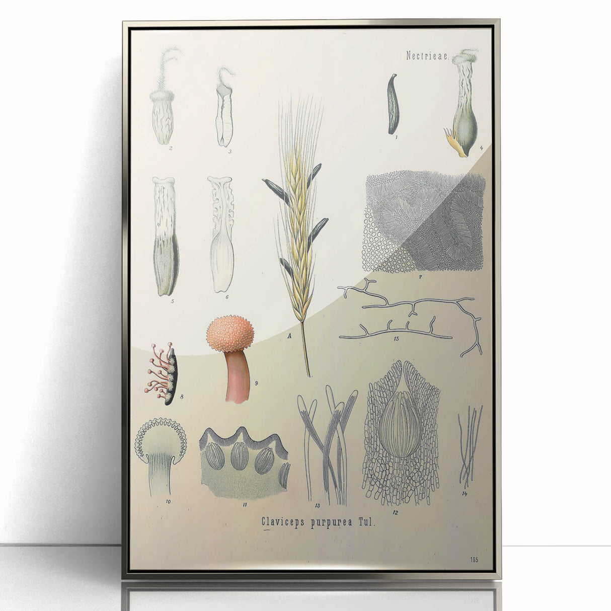 Vintage Botanical Illustration of Claviceps purpurea Art Print