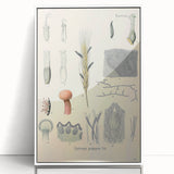 Vintage Botanical Illustration of Claviceps purpurea Art Print