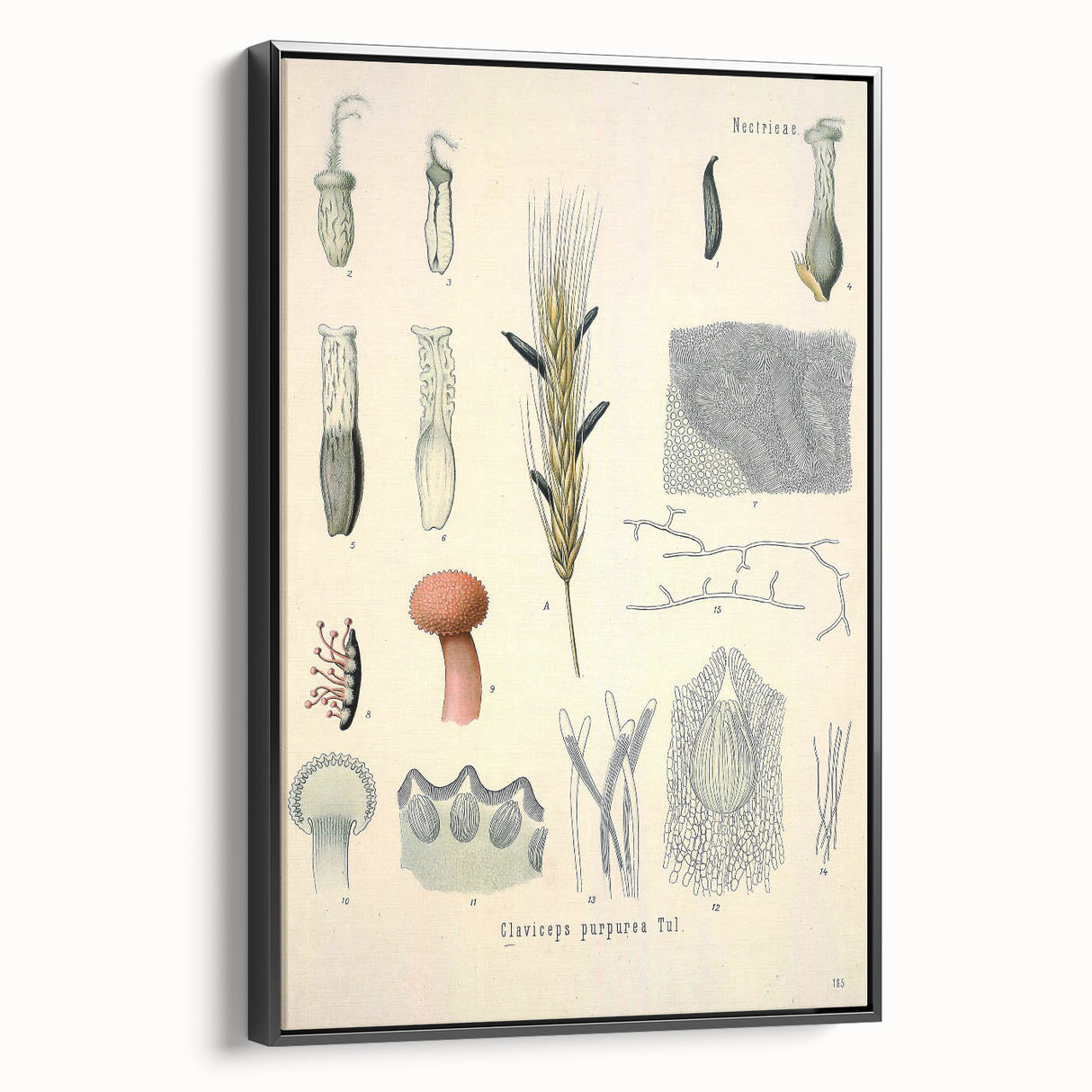 Vintage Botanical Illustration of Claviceps purpurea Art Print