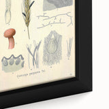 Vintage Botanical Illustration of Claviceps purpurea Art Print