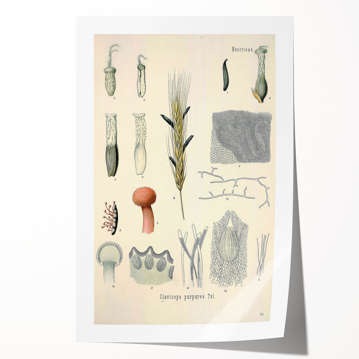 Vintage Botanical Illustration of Claviceps purpurea Art Print
